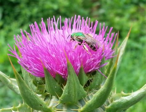 Silybum Marianum Milk Thistle Thistle Variegada Quinta Dos Ouriques