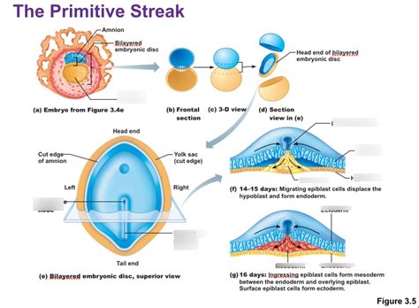 Primitive Streak Diagram | Quizlet