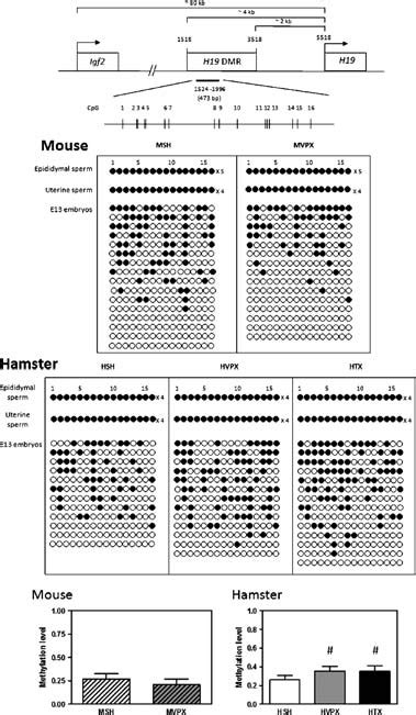 Sequencing Result Of H Dmr In Mouse And Hamster E Embryos The