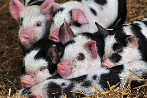 Black And White Piglets Close