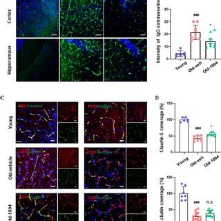 CU06 1004 Administration Rescued Impaired Bloodbrain Barrier Integrity