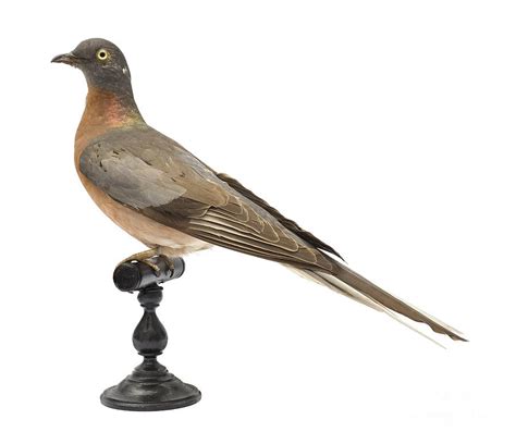 Passenger Pigeon Specimen Photograph by Natural History Museum, London ...