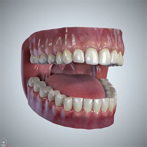 ArtStation - Teeth and Tongue Set | Resources