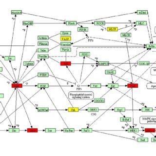 Focal adhesion pathway of the differentially expressed proteins in Down ...