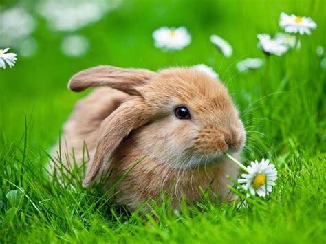 Hasenbild Imágenes De Conejitos Animales Adorables Animales Graciosos