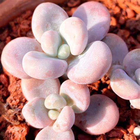 Graptopetalum paraguayense Cuidados y Reproducción Th Suculentas