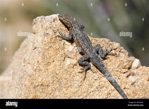 common side blotched lizard stock photo alamy