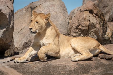 Premium Photo Close Up Of Lioness Lying Down On Rocks