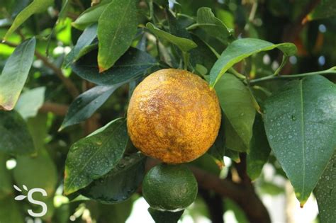 Citrus aurantium Plantes et Actifs Naturels Santéonaturel