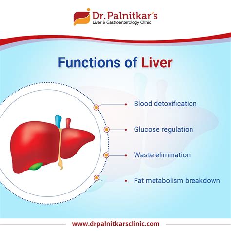 Functions of liver