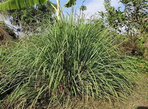 What Is The Meaning Of Lemon Grass At Brook Bell Blog