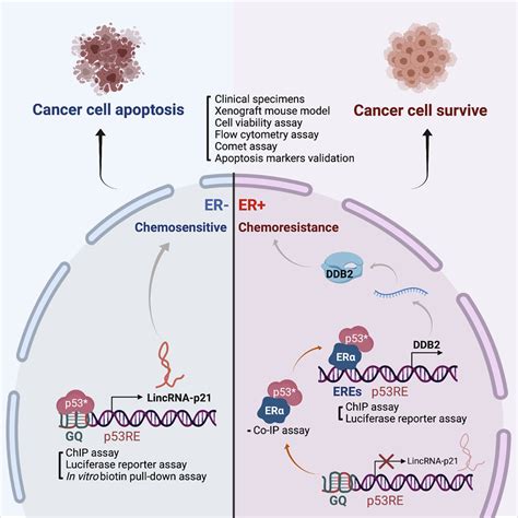 Erα Determines The Chemo Resistant Function Of Mutant P53 Involving The