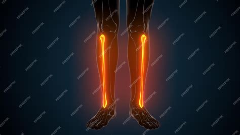 premium photo  pair  legs    legs showing   leg