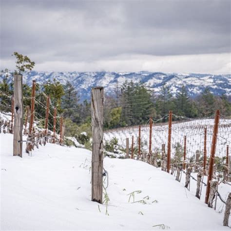 Historical Napa Valley snowfall delays budbreak | Harvest Napa Valley