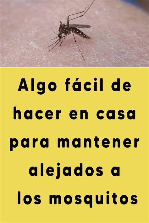 Algo Fácil De Hacer En Casa Para Mantener Alejados A Los Mosquitos