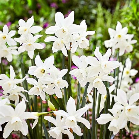 Garden State Bulb 14 16 Cm Thalia Daffodil Flower Bulbs Bag Of 25