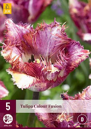 Tulip Colour Fusion Violett Gefranste Tulpe Ein Besonderer