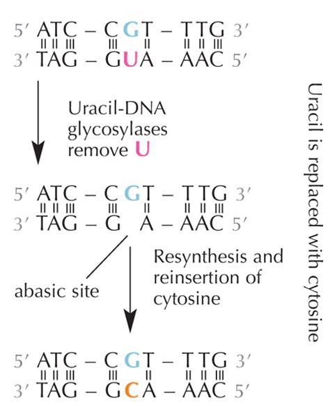 Uracil In Dna Error Or Signal Science In School