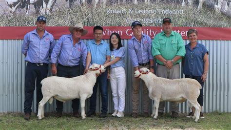 Australia S Top Terminal And Maternal Ram Studs Of Stock