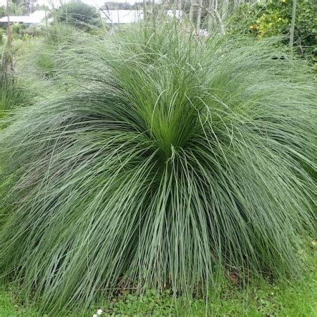 Subtropical Subtropical Plants Trees Matakana Palms New Zealand