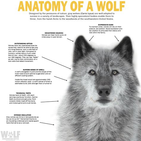 Graphics For Educators Wolf Conservation Center