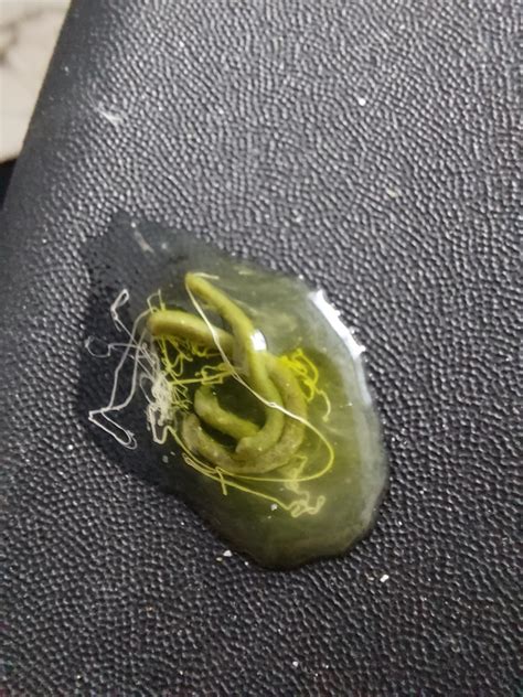 how do you cockatiel biting easily 1