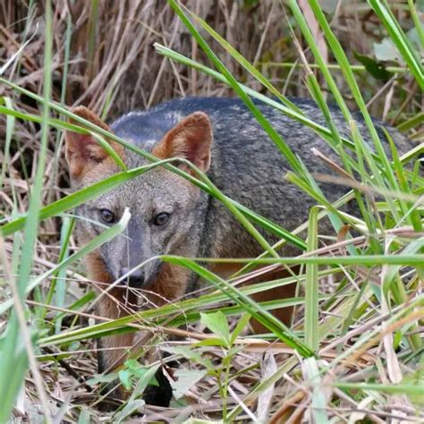 Crab Eating Fox Facts Diet Habitat And Pictures On Animaliabio