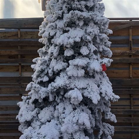 Seasonal Plants, Seasonal Trees, Seasonal Shrubs | El Paso, TX | Sunset