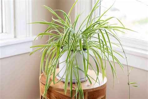caring  spider plant indoors  gardener