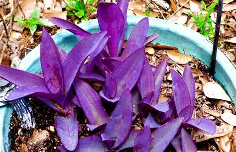 8 Amazing Wandering Jew Plant Benefits Tradescantia Zebrina