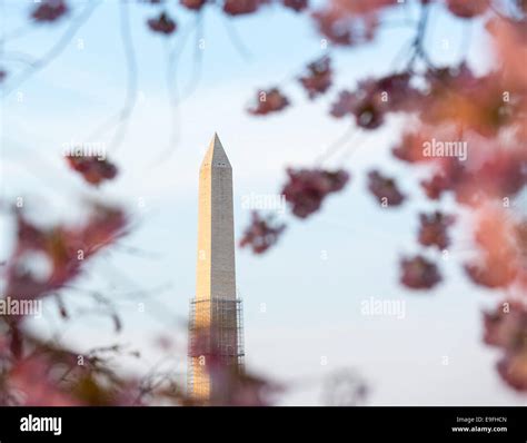 Cherry Blossoms And Washington Monument Stock Photo Alamy