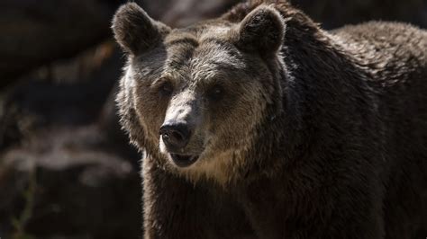 Atacado por una osa parda un hombre que recogía setas en un bosque de