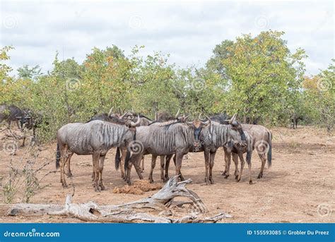 Herd of Blue Wildebeest, Also Called Brindled Gnu Stock Image - Image of taurinus, tree: 155593085