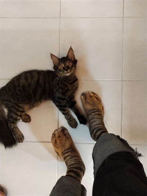 Cat Socks Hilarious Cat Stunned After Owner Wears Socks That Look