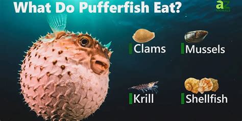 Puffer Fish Diet: What Do Puffers Eat?