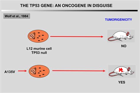 The Tp Website Mutant Tp An Oncogene