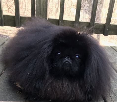 Puppies Happy Tail Pekingese