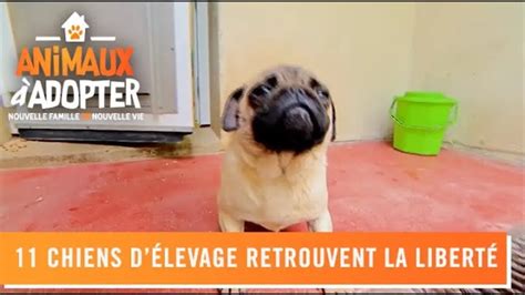 Replay Animaux Adopter Nouvelle Famille Pour Une Nouvelle Vie Du