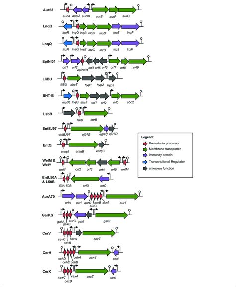 Biosynthetic Gene Cluster Of Leaderless Bacteriocins Genes Are Color