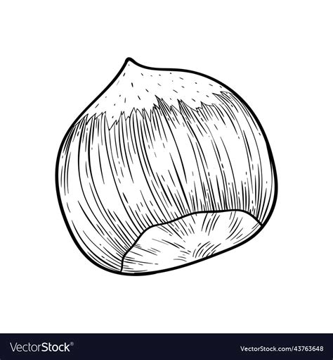 Hazelnut Kernel In Shell Simple Icon In Sketch Vector Image