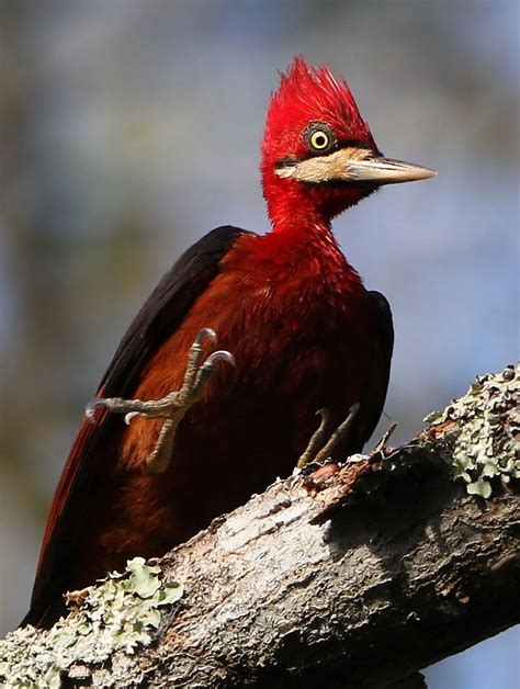 Red-necked woodpecker! | Most beautiful birds, Nature birds, Pretty birds