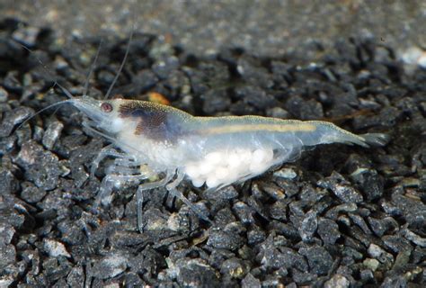 The Brackish Tank Snowball Shrimp Genus Neocaridina Species N