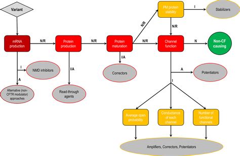 Frontiers Cftr Modulators The Changing Face Of Cystic Fibrosis In