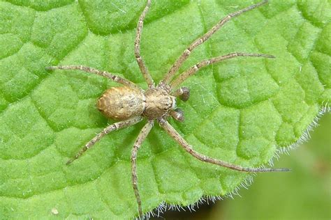 Philodromus Spec Philodromus Laufspinne Unbestimmt Phi Flickr