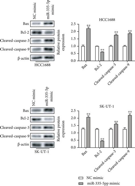 Upregulation Of Mir 335 5p Inhibits Viability And Proliferation