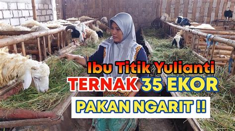 Cara Lama Ternak Hemat Rumput Hijauan Setiap Hari Perminggu Jual