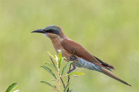 Sydlig Karminbi Der Southern Carmine Bee Eater Flickr