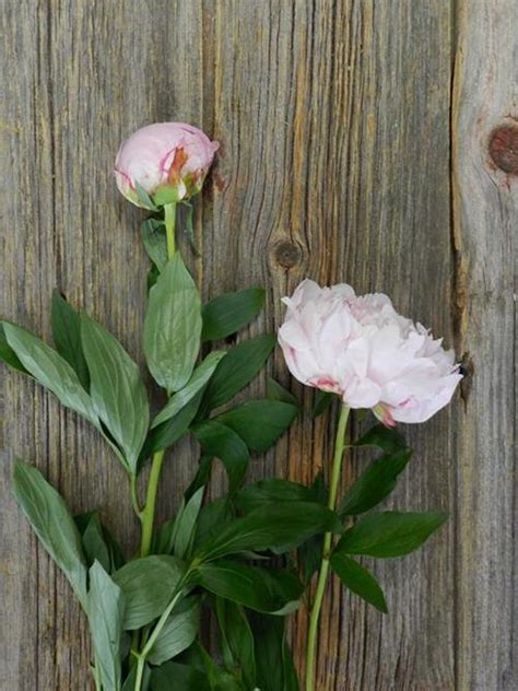 Wholesale Sarah Bernhard Light Pink Peonies Delivered Online Flowerfarm