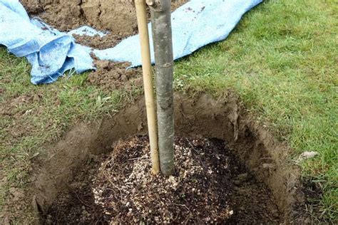 Plantation Dun Arbre Fruitier 8 Conseils Jardipartage