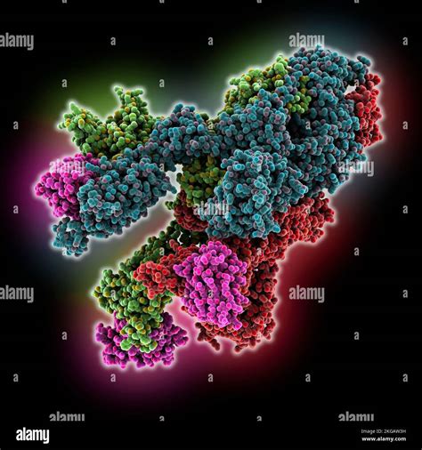 SARS-CoV-2 spike glycoprotein complexed with antibody, molecular model ...